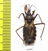 Hemiptera sp.  South Africa Rep. - INSECTS-STORE.RU