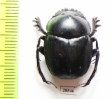 Scarabaeus sp.  South Africa Rep. - INSECTS-STORE.RU