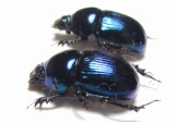 Phelotrupes laevistriatus  Japan - INSECTS-STORE.RU