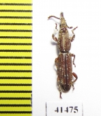 Brentidae sp.  South Africa Rep. - INSECTS-STORE.RU