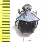 Phanaeus huichol, male  Mexico - INSECTS-STORE.RU