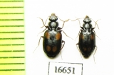 Carabidae sp.  Indonesia, Kalimantan - INSECTS-STORE.RU