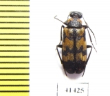 Meloidae sp.  South Africa Rep. - INSECTS-STORE.RU