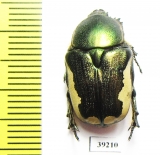 Protaetia trojana ssp.now.  Iran, Fars prov. - INSECTS-STORE.RU