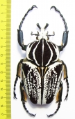 Goliathus goliathus f.albatus, male  Cameroon 93,5 mm - INSECTS-STORE.RU