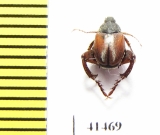 Hopliini sp.  South Africa Rep. - INSECTS-STORE.RU