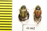 Hopliini sp., pair  South Africa Rep. - INSECTS-STORE.RU