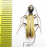 Meloidae sp.  Senegal - INSECTS-STORE.RU