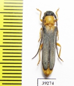 Oberea pupillata  France - INSECTS-STORE.RU