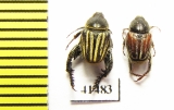 Hopliini sp., pair  South Africa Rep. - INSECTS-STORE.RU