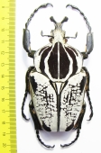 Goliathus goliathus f.albatus, male  Cameroon 93 mm - INSECTS-STORE.RU