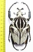 Goliathus goliathus f.albatus, male  Cameroon 94mm - INSECTS-STORE.RU