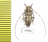 Astynoscelis degener  Russia, Far East - INSECTS-STORE.RU