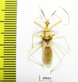 Hemiptera sp.  Panama - INSECTS-STORE.RU