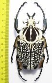 Goliathus orientalis, male  Congo 91mm - INSECTS-STORE.RU