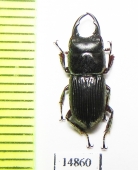 Aegus hamatus  Indonesia, Kalimantan - INSECTS-STORE.RU