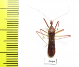 Hemiptera sp.  Panama - INSECTS-STORE.RU