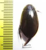 Dytiscidae sp.  South Africa Rep. - INSECTS-STORE.RU