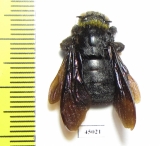 Hymenoptera, Xylocopa sp.  Indonesia, Makian isl. - INSECTS-STORE.RU