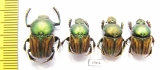 Onitis humerosus, pair  Russia, Astrakhan reg. - INSECTS-STORE.RU