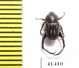 Hopliini sp.  South Africa Rep. - INSECTS-STORE.RU