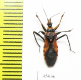 Hemiptera sp.  South Africa Rep. - INSECTS-STORE.RU