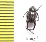 Hopliini sp.  South Africa Rep. - INSECTS-STORE.RU