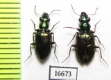 Carabidae sp.  Indonesia, Aru isl. - INSECTS-STORE.RU