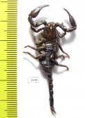 Scorpiones sp.  Indonesia, Makian isl. - INSECTS-STORE.RU