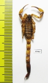 Scorpiones sp.  Indonesia, Makian isl. - INSECTS-STORE.RU