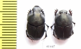 Onthophagus sp., pair  South Africa Rep. - INSECTS-STORE.RU