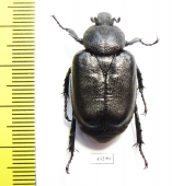 Osmoderma davidis  Russia, Primorje reg. 33mm - INSECTS-STORE.RU