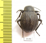 Tenebrionidae sp.  South Africa Rep. - INSECTS-STORE.RU