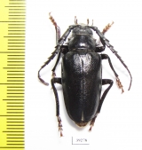 Mesoprionus asiaticus, male  Russia, Astrakhan reg.  32mm - INSECTS-STORE.RU