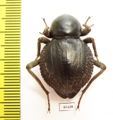 Psammodes sp.  South Africa Rep. - INSECTS-STORE.RU