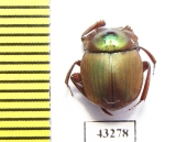 Scarabaeinae sp.  French Guiana - INSECTS-STORE.RU