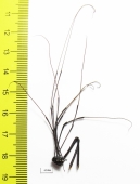 Opiliones sp.  South Africa Rep. - INSECTS-STORE.RU