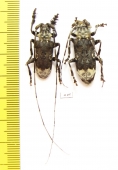 Cerambycidae sp., pair  South Africa Rep. - INSECTS-STORE.RU