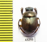 Scarabaeinae sp.  French Guiana - INSECTS-STORE.RU