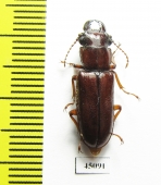 Parandrinae sp.  Colombia - INSECTS-STORE.RU