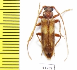 Cerambycidae sp.  South Africa Rep. - INSECTS-STORE.RU