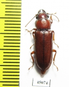 Parandrinae sp.  Colombia - INSECTS-STORE.RU