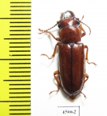 Parandrinae sp.  Colombia - INSECTS-STORE.RU