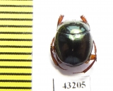 Scarabaeinae sp.  French Guiana - INSECTS-STORE.RU