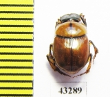 Scarabaeinae sp.  French Guiana - INSECTS-STORE.RU