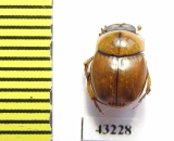 Scarabaeinae sp.  French Guiana - INSECTS-STORE.RU