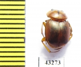 Scarabaeinae sp.  French Guiana - INSECTS-STORE.RU