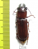 Parandrinae sp.  Colombia - INSECTS-STORE.RU