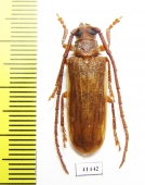 Delocheilus obscurus  South Africa Rep. - INSECTS-STORE.RU