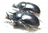Ceratophyus mesasiaticus, pair  Kazakhstan - INSECTS-STORE.RU